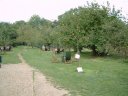 The Orchard